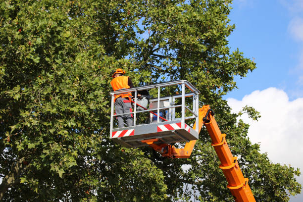 The Steps Involved in Our Tree Care Process in Gloucester Courthouse, VA